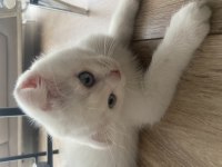 2 aylık scottish fold yavru kedimiz