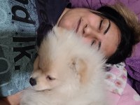Pomeranian boo 4,5 aylık