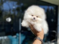 Pomeranian yavrularımız