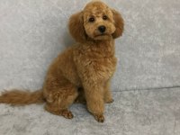 Kendi kızımın poodle bebekleri