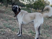 2 YAŞINDA DİŞİ ÇOK KIVRAK VE ZEKİ KÖPEĞİMİZ