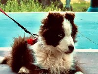 Çok kaliteli border collie yavruları İstanbul