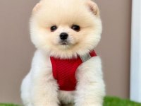 Sevimli Pomeranian Boo Yavrularımız