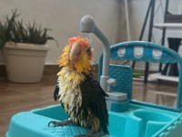 Üst düzey full evcil caique papağanı