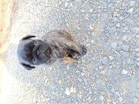 Safkan pug