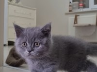 Sahiplendirme british shorthair