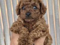 Orjinal yavru kore poodle