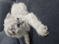 Dünyalar tatlısı dişi scottish fold yavrum ücretli