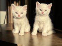 British Shorthair Ve Longhair Masmavi Göz Yavrular