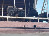 KIF - FCI SCR li Anne ve Babadan Cane Corso yavruları