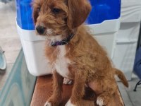 Poodle kırması 2 yavrumuz ücretsiz