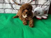 Toy poodle