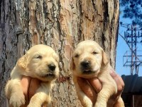 Golden bebekler retriever