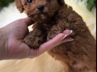 Toy Poodle Ve Maltipoo