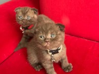 Ev ortamından Scottish Fold yavrular