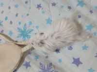 Ankara hamster 9 aylık