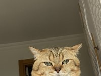 5 YAŞINDA KEDİMİZİ ACİL SAHİPLENDİRECEĞİM