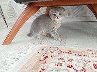 4 adet 50 günlük yavru scottish fold
