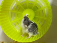 VETERİNER KONTROLLÜ HAMSTER YAVRULARI