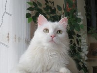 Beyaz Longhair Kedimiz Kraliçe Bihter