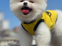 Pomeranian boo