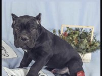 Cane Corso Köpekler