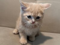 British Shorthair 2 Aylık Yavrular