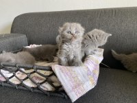 Gri Scottish fold cinsi yavrular