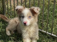 Mavi gözlü border collie erkek