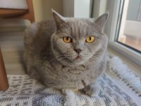 British Shorthair Dumanımızı Sahiplendiriyoruz