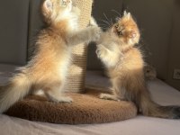 Bebek Yüzlü Golden Ny11 Ny12 British Longhair