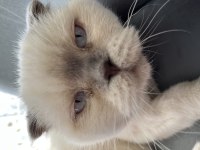 Ücretsiz Sahiplendirme scottish fold kedisi