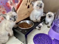 Safkan Orijinal Siyam Kedisi