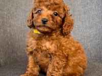 KIVIR KIVIR TOY POODLE YAVRULARI
