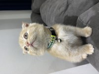 4 aylık scottish Fold kedisi