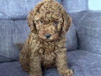 Ukrayna Şecereli Toy Poodle