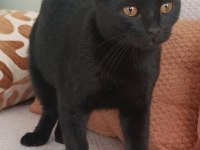 Dişi 5 aylık scottish fold