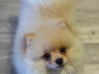 Pomeranian yavrumuz yeni yuvasını arıyor