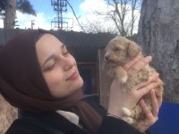 Maltipoo bebekler