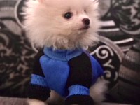 Beyaz Erkek Pomeranian