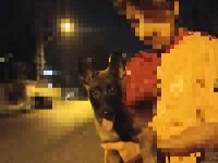Belçika malinois