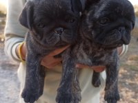 Safkan pug