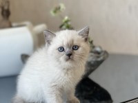 BONCUK GÖZLÜ BLUE POİNT BRİTİSH SHORTHAİR YAVRUM