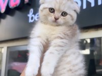 Scottish Fold Silver Dişi
