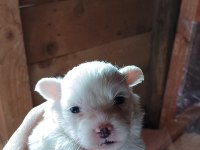 Maltese terrier ev doğumlu