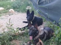Sable Alman Kurdu