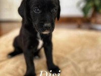 Deprem Bölgesinden Köpekler