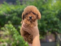 Toy Poodle Irk Garantili Köpekler