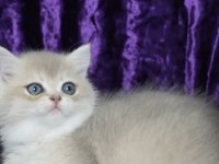 BRİTİSH SHORTHAİR YAVRUMUZ