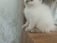 British shorthair blue point yavrular
